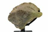 Hadrosaur (Brachylophosaur) Toe Bone - Montana #135463-5
